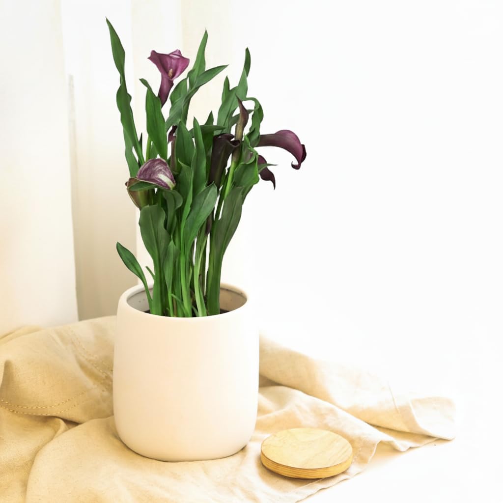 Live Indoor Flowering Houseplants, White Calla Lily in 4" Grower Pot, Easy Care Houseplants, Live Plants for Home and Office Decor
