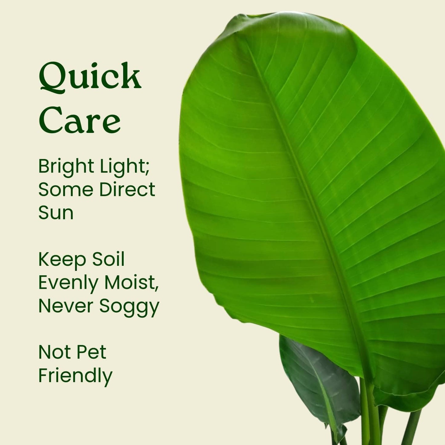 White Bird of Paradise Plant - Live Tropical Foliage Plant - Overall Height 30" to 36" - Tropical Plants of Florida (Plant + Fertilizer)