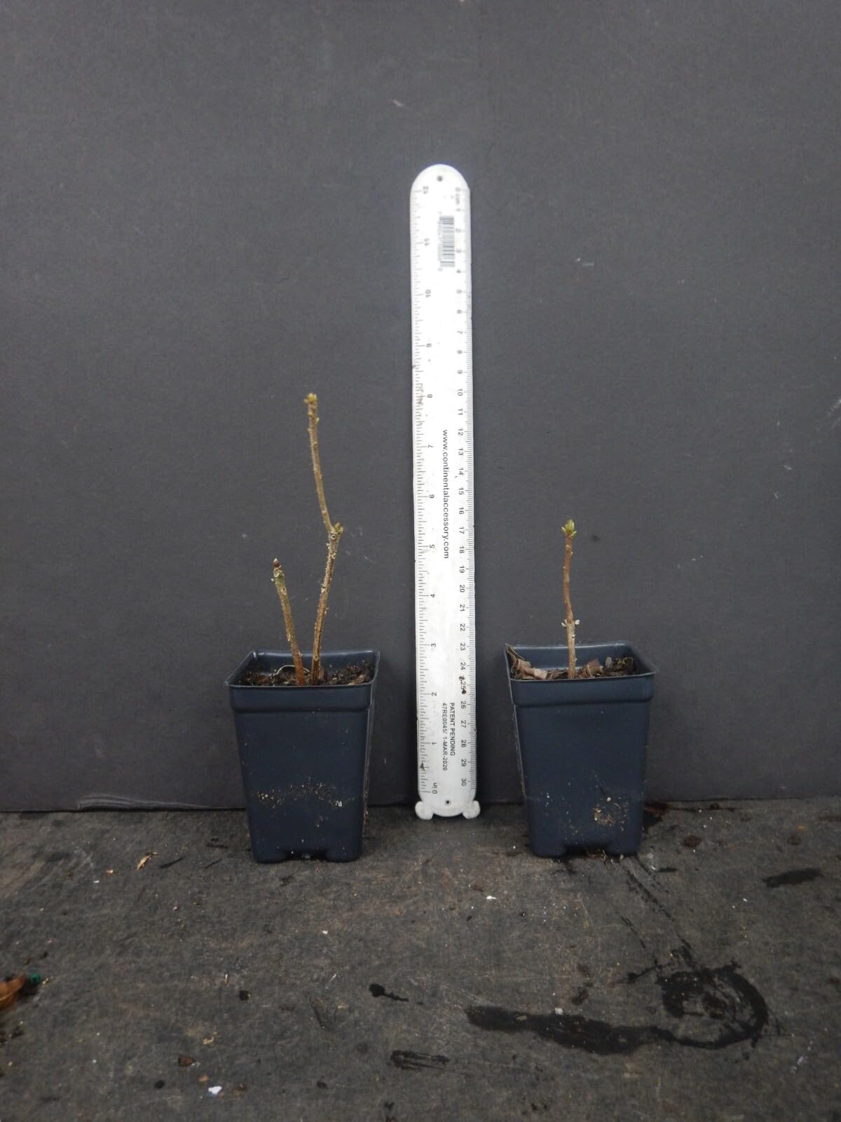 Live Plant - Gold Strikearomi Azalea Rhododendron Deciduous Small Starter Plantdormant!