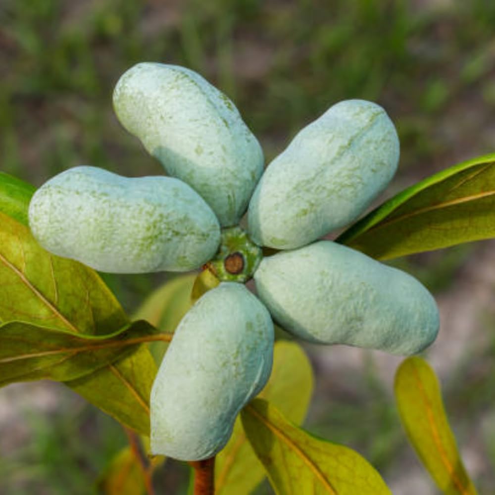 1 Year Old Pawpaw Tree Live Plant Established Root, 7 to 12" Paw Paw Banana Tree Plant Live Pawpaw
