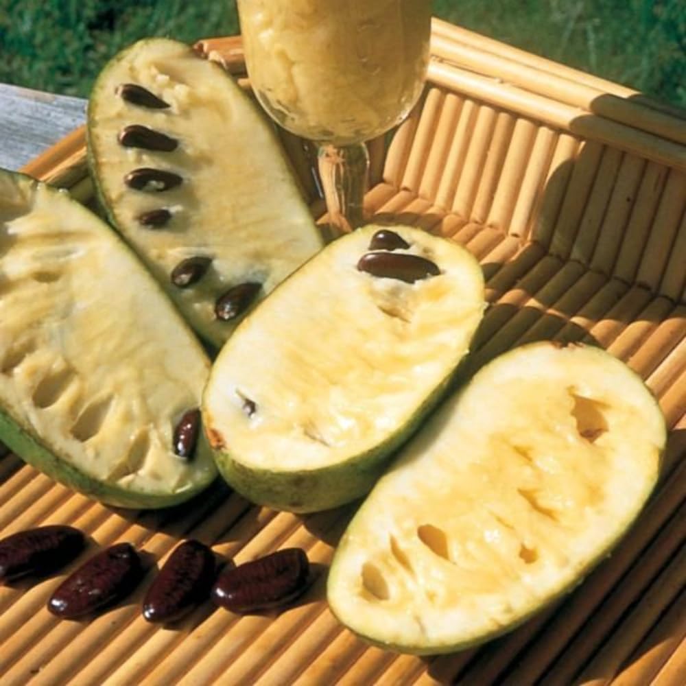Pawpaw Tree Live Plant, in Quart Pot, Cold Hardy Paw Paw Plant Live for Outdoor Planting, 6-15 Inch Tall, Pawpaw Fruit Tree
