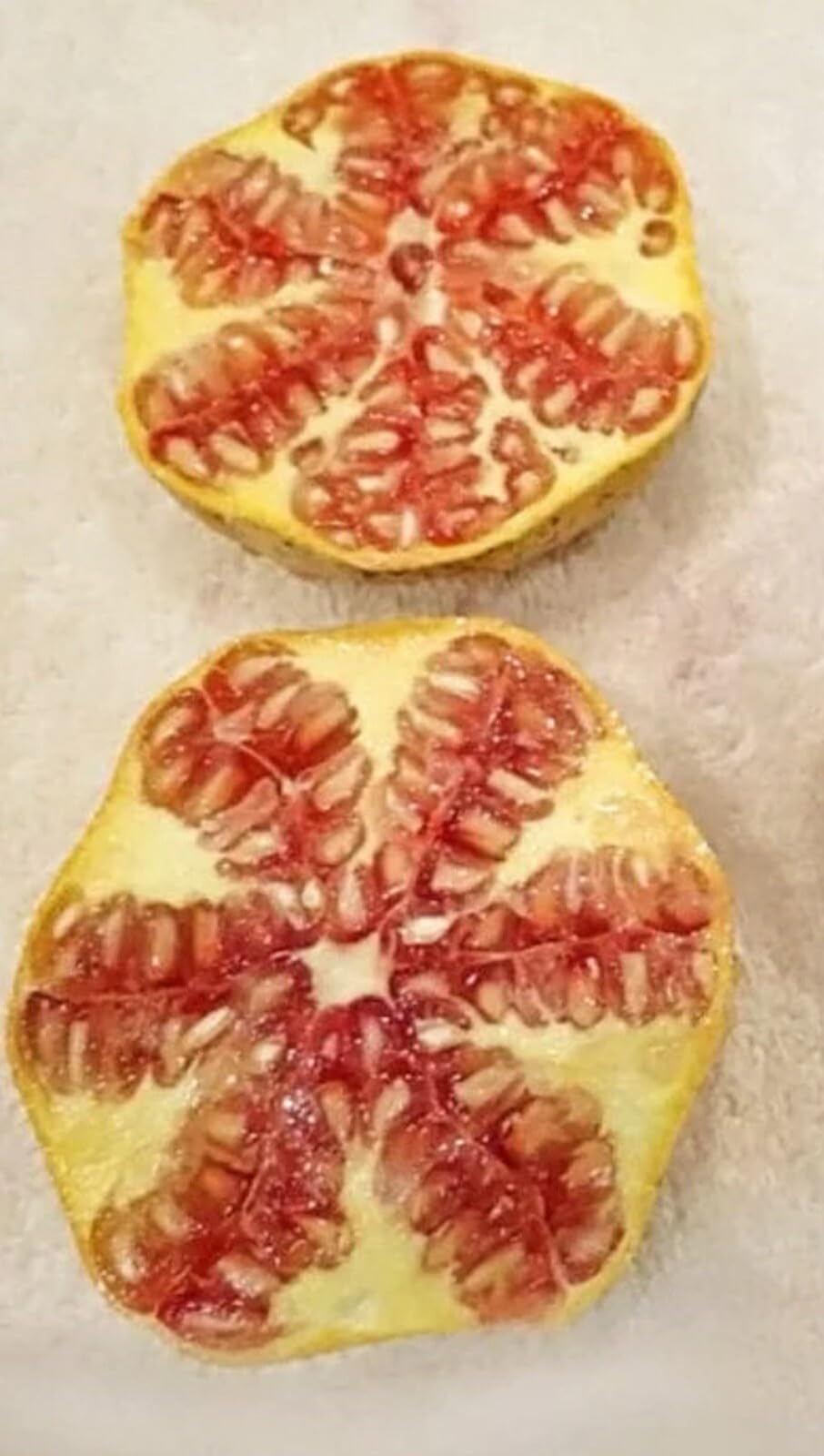 Live Plant - Rare Azadi Pomegranate Tree β Sweet, Productive, & Easy to Grow!