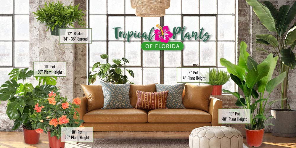 Tropical Plants of Florida Bird of Paradise Live Plant Orange Flower with Fertilizer and Soil - 3 Gallon 30 to 36 Inch Tall Indoor Outdoor Tropical Foliage Plant