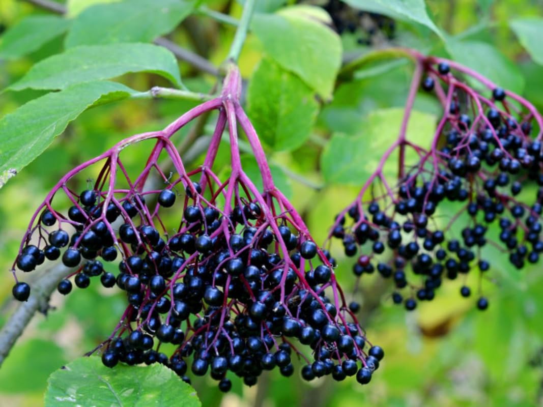 4 American Elderberry Tree Live Plant for Planting, Black Elderberry Bush Live Plants 6-12 Inc Height, Sambucus Canadensis Elderberry Plant Live, Sweet Elderberries Fruit Tree, Bareroots