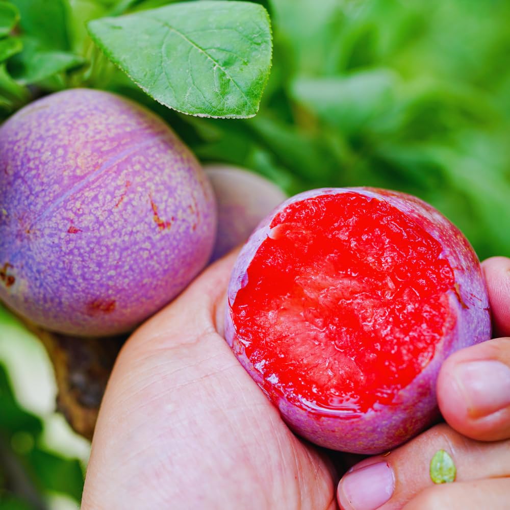 Flavor Pluot Tree Live Plant, Plum Apricot Plant, 3 Gallon Pot, 2-3 Ft Long, Sweet Fruit for Home Garden Outdoor, No Ship to CA