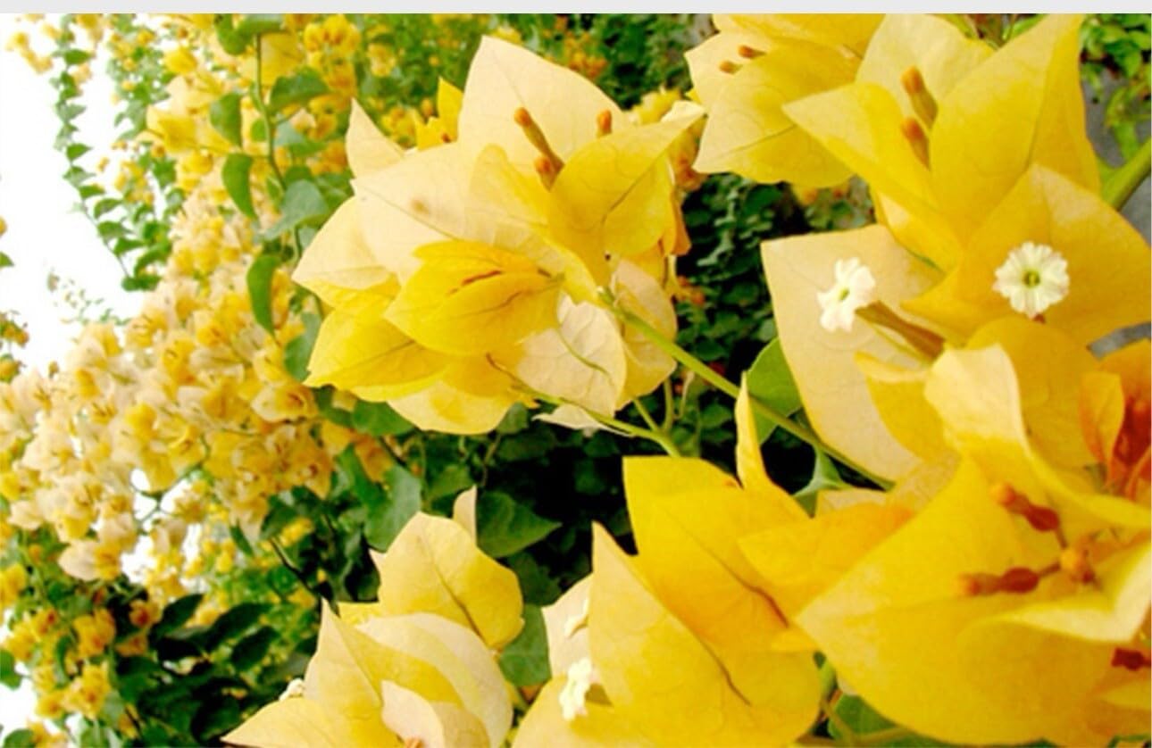 Live Plant - 4β Pot of Gold Live Rooted Bougainvillea Plant
