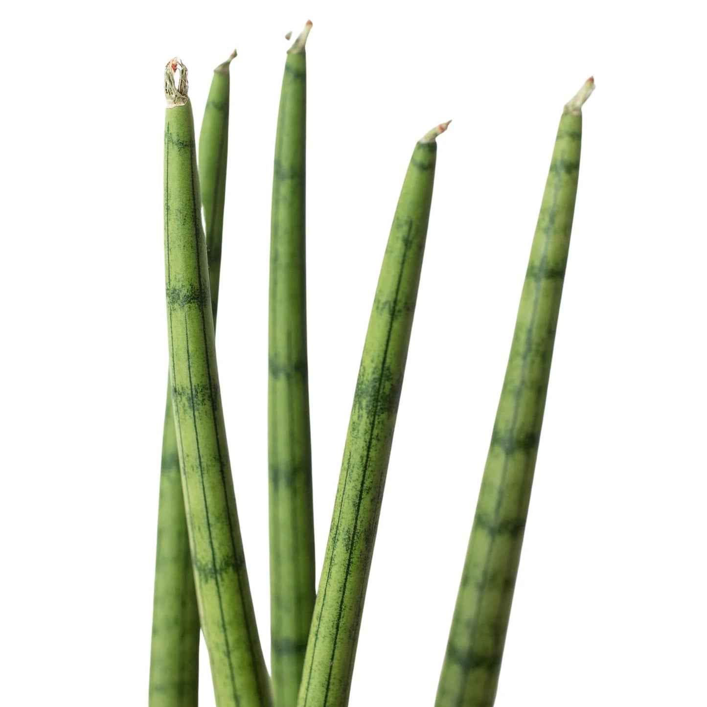 7 Pack Snake Plant Cylindrica in 4in Pot - Live Plants Tropical Houseplants | Variegated | USA Growers | The Snobby Leaf