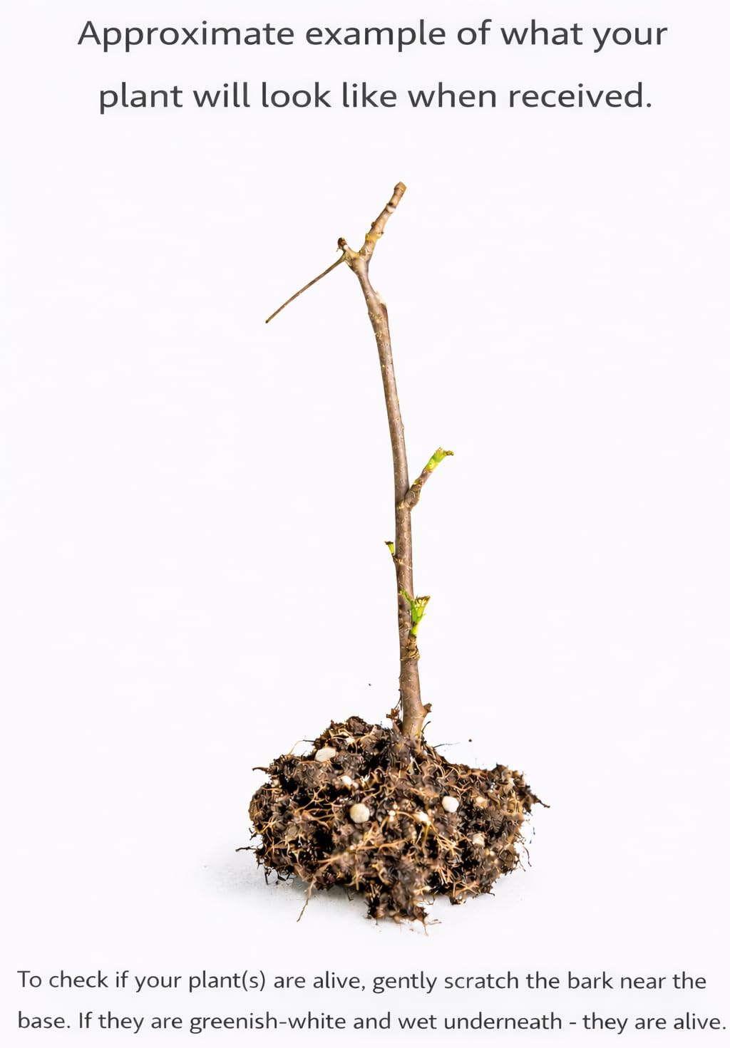 Hinnomaki Red Gooseberry Shrub - 6-12" Tall Live Plant - Goose Berry Bush Seedling - Edible Berries - Ribes uva-crispa 'Hinnomaki Red'