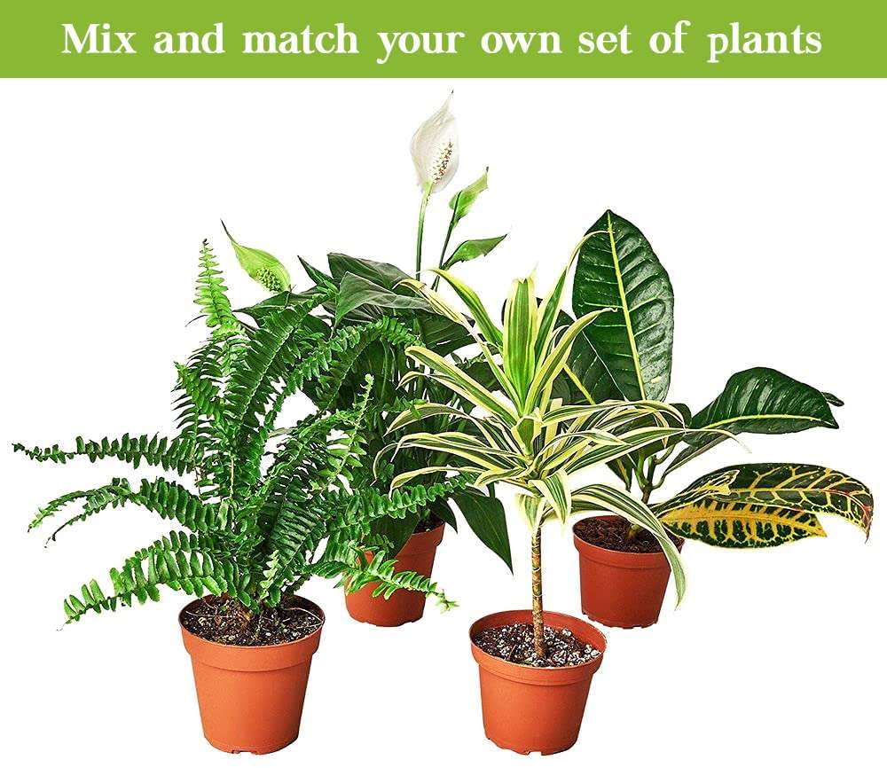 Succulent Haworthia Savanna Live Plant for Indoor | Different Houseplants in 4'' & 6'' Pot | Real House Plant Decor for Living Room, Office, Desk & Bathroom | Little Warty Ox Tongue