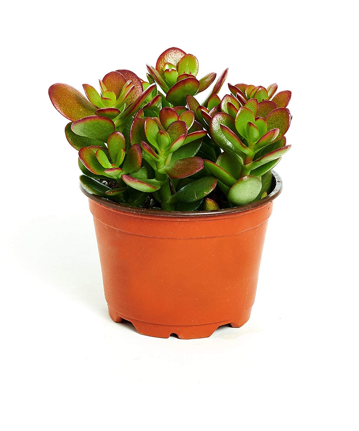 Shop Succulents | Crassula Ovata 'Jade Plant' Live House Plant, Hand Selected for Health, Size & Readiness in 4" Grower Pot