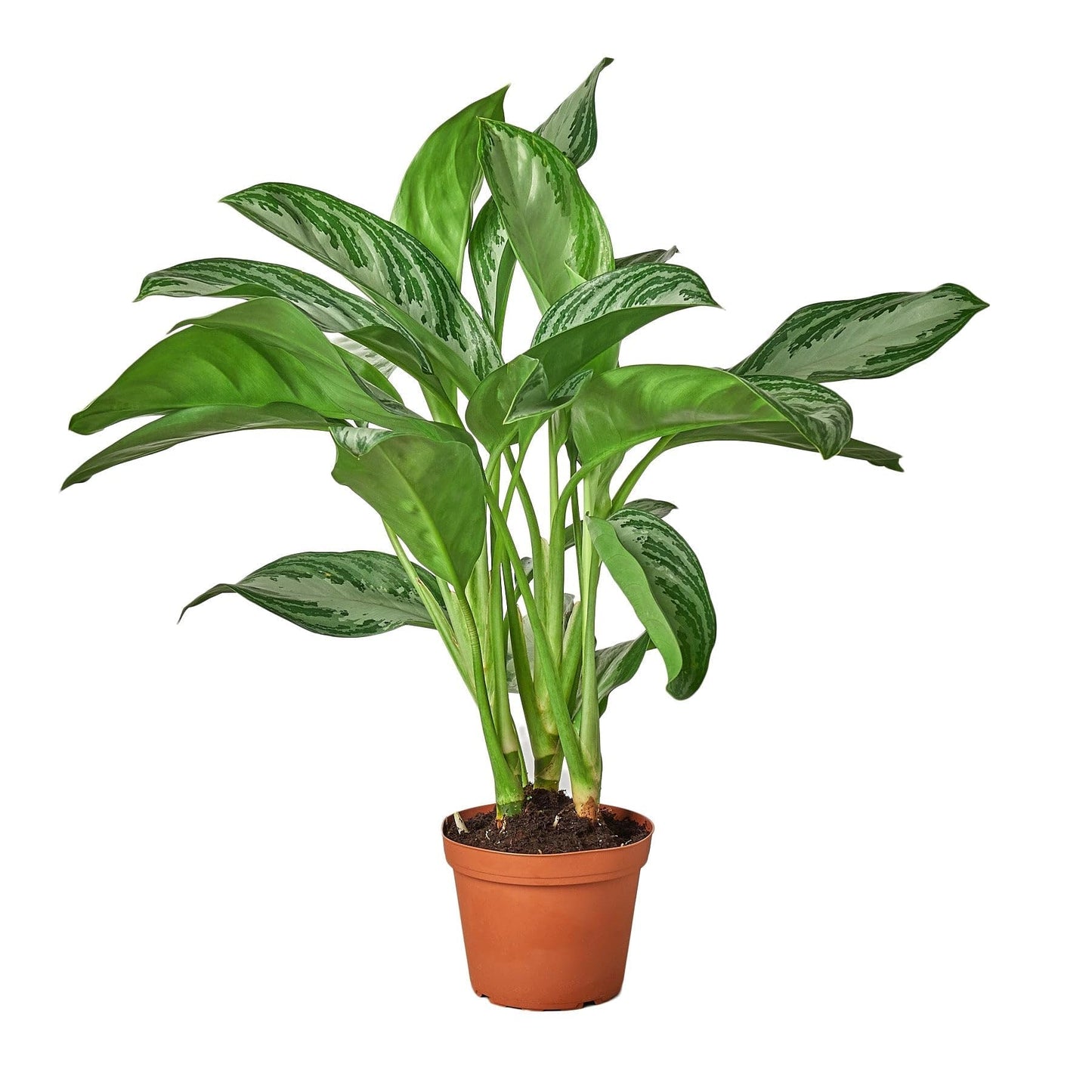 5 Pack Chinese Evergreen 'Silver Bay' - in 6in Pot - Live Plants Tropical Houseplants | Variegated | USA Growers | The Snobby Leaf