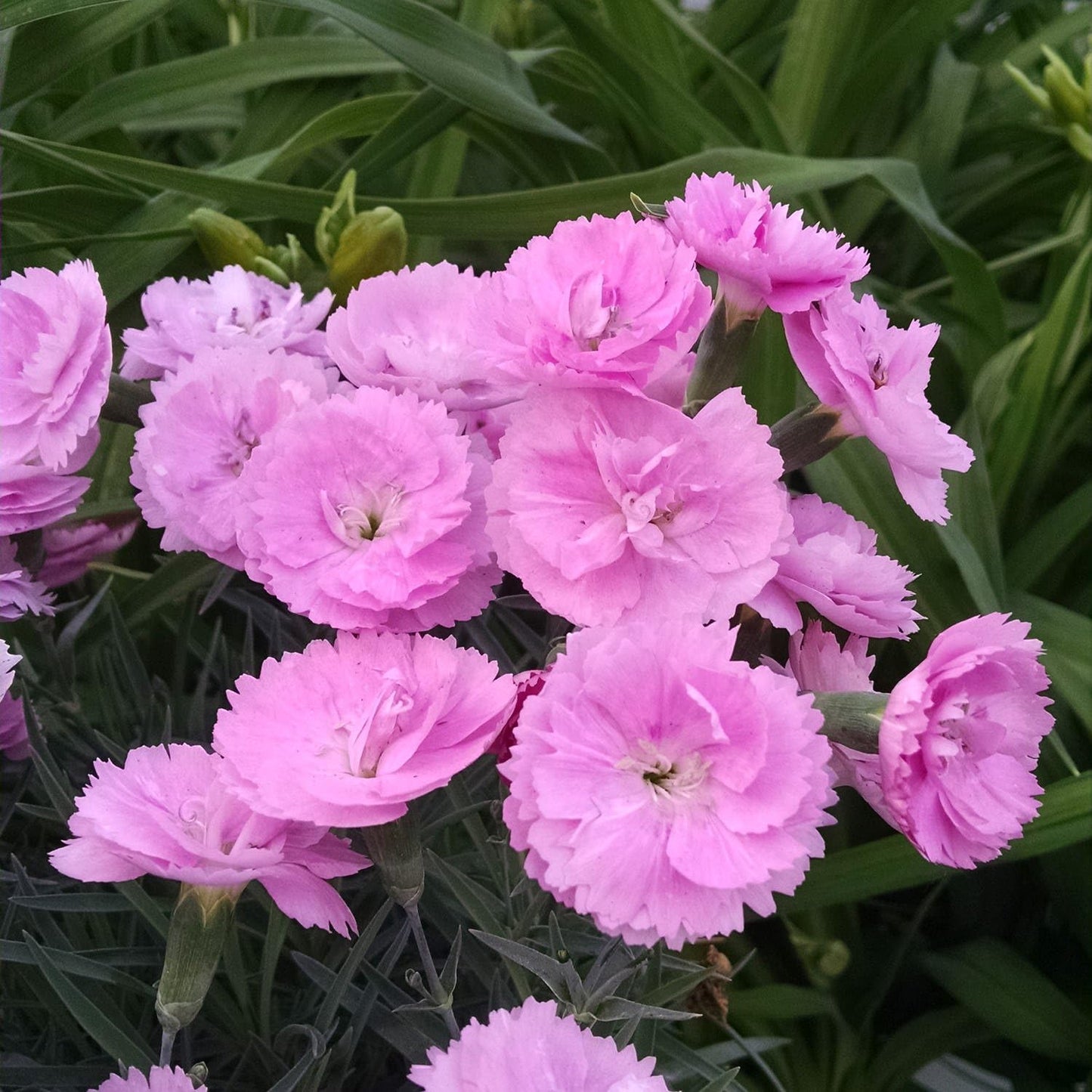 Votaniki Dianthus ‘Sweetie Pie’ (Pink) 3 Inch Root Young Plant - Gorgeous Pink Blooms, Hardy and Fragrant Perennial for Gardeners | Ideal for Borders, Containers, and Cut Flowers (1 Pack)