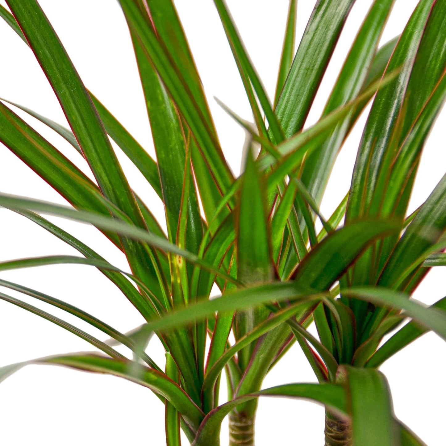 7 Pack Dracaena Marginata Cane in 4in Pot - Live Plants Tropical Houseplants | Variegated | USA Growers | The Snobby Leaf