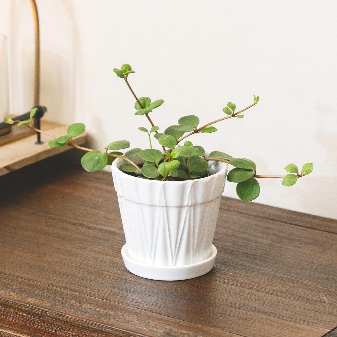 Peperomia 'Hope' (4 inch) - Lucky Houseplants - 4/6 inch Unique Live Decorative Houseplants - Easy to Care Indoor Plants, Perfect for Office, Home & Feng Shui Decor