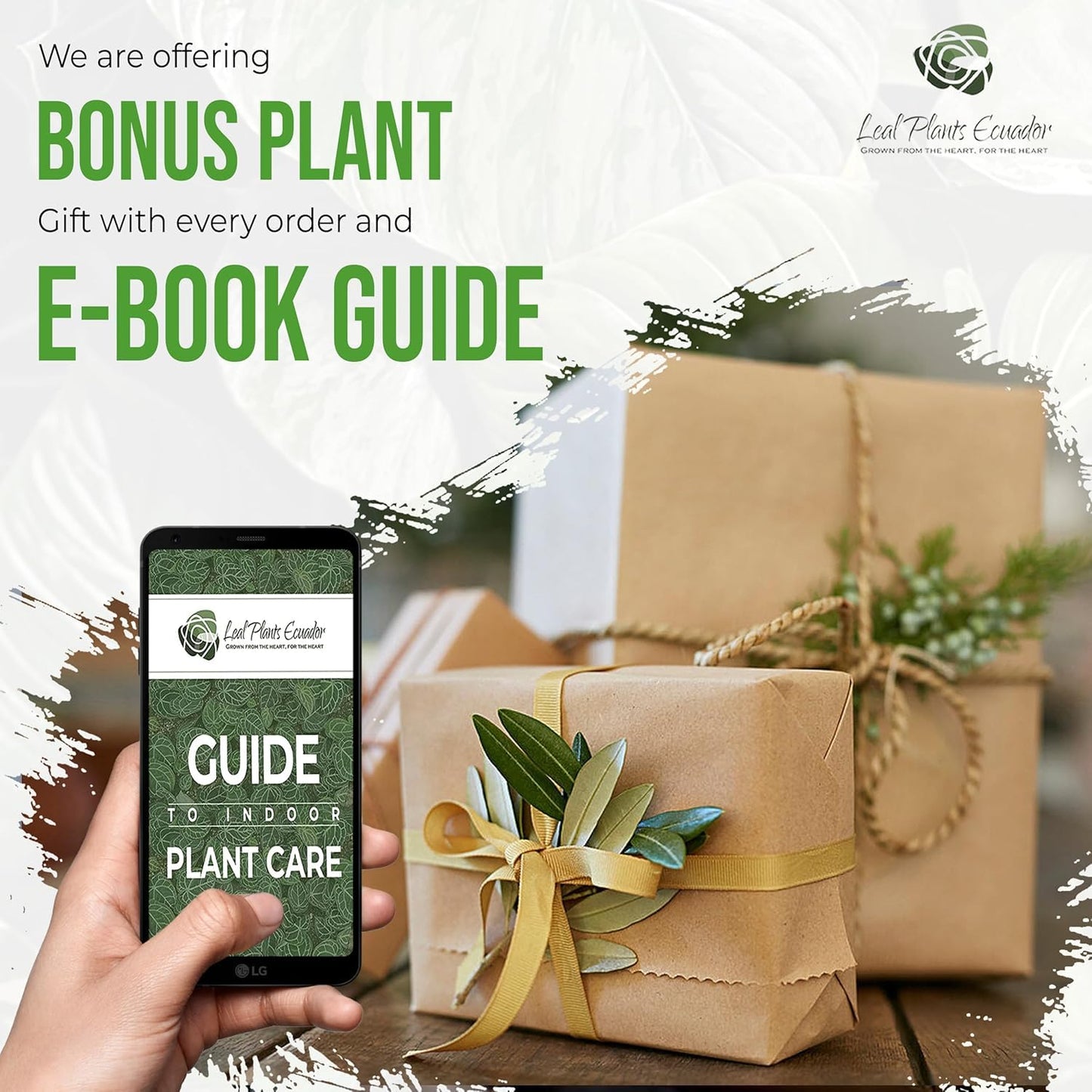 LEAL PLANTS ECUADOR Aglaonema Commutatum 'Schott' (Red Vein) – Rare Dark Foliage Chinese Evergreen – Live Indoor Plant