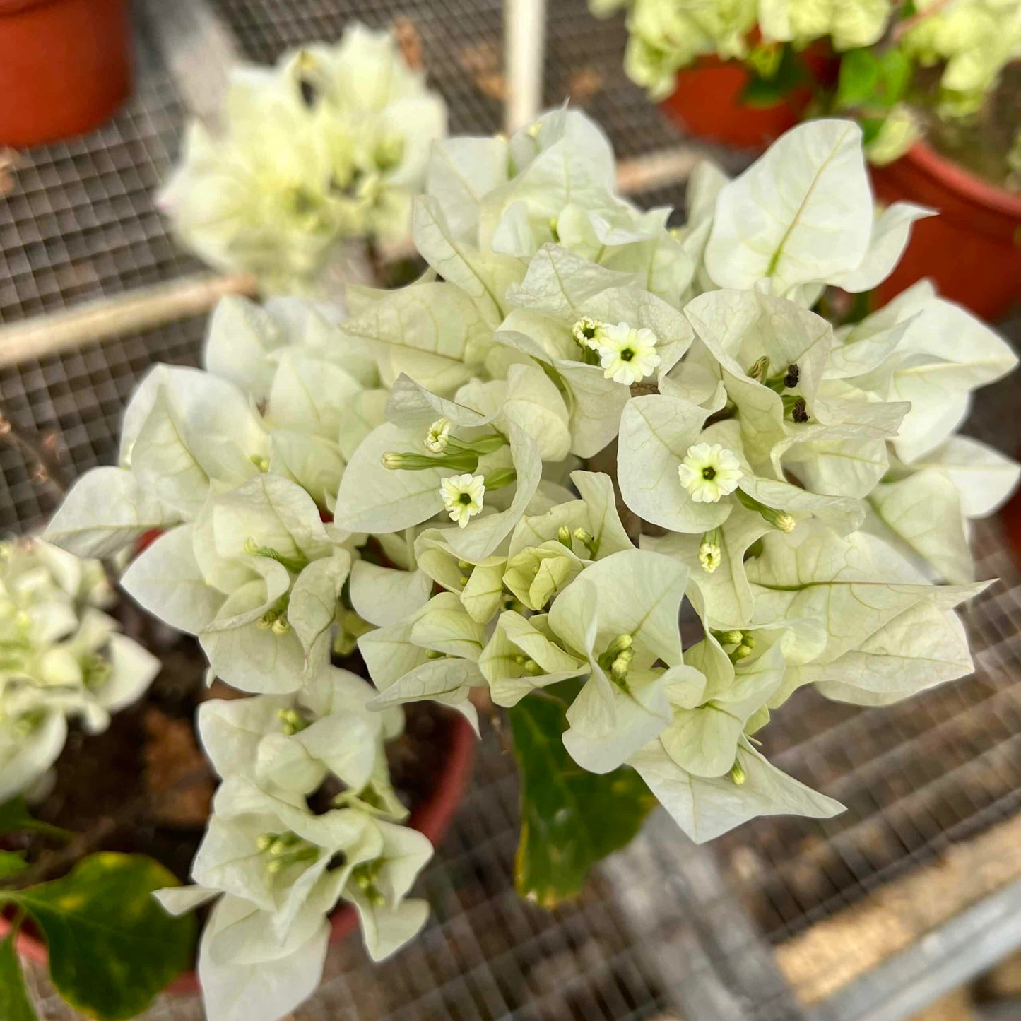 Live Plant - White Flower Plant/White Trinitaria (Bougainvillea Glabra Alba) Live Plant 1β-2β Feet Tall
