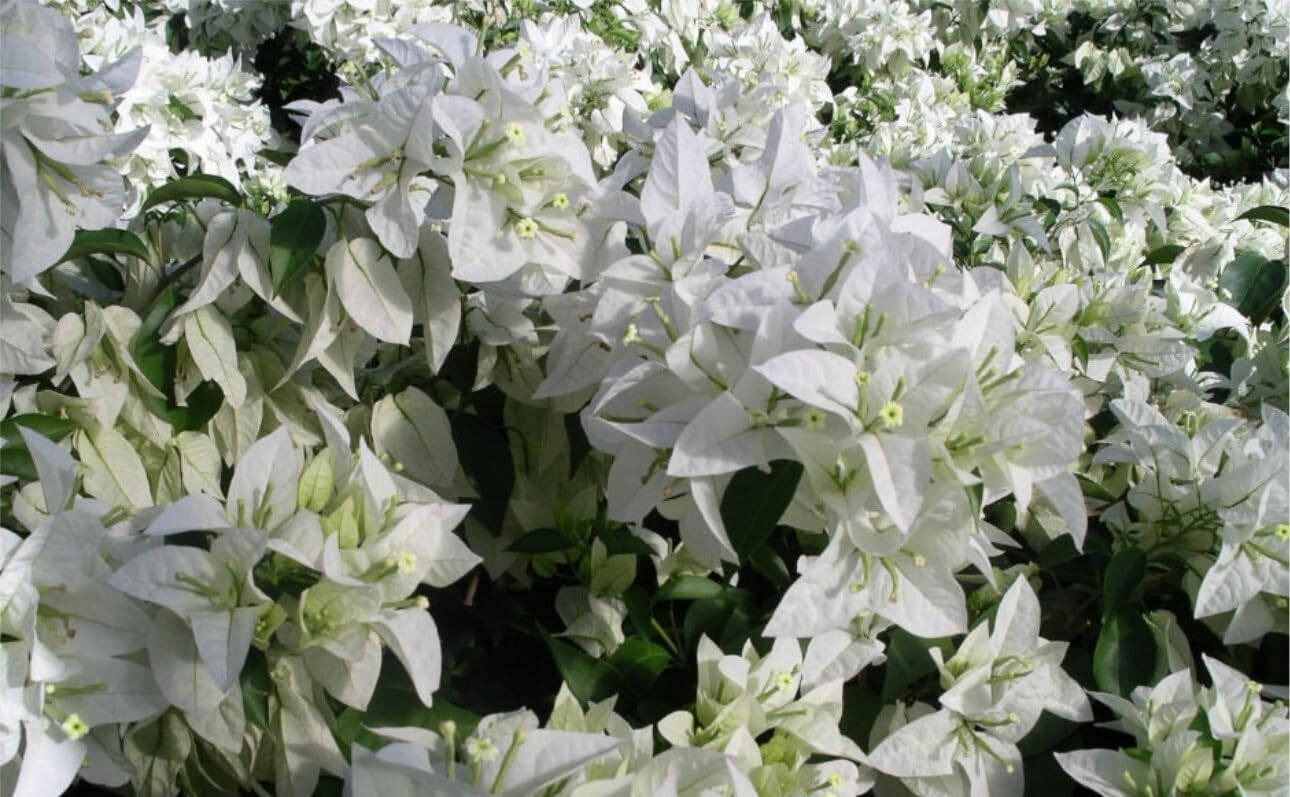 Live Plant - 4β Pot of Mauna KEA Live Rooted Bougainvillea Plant