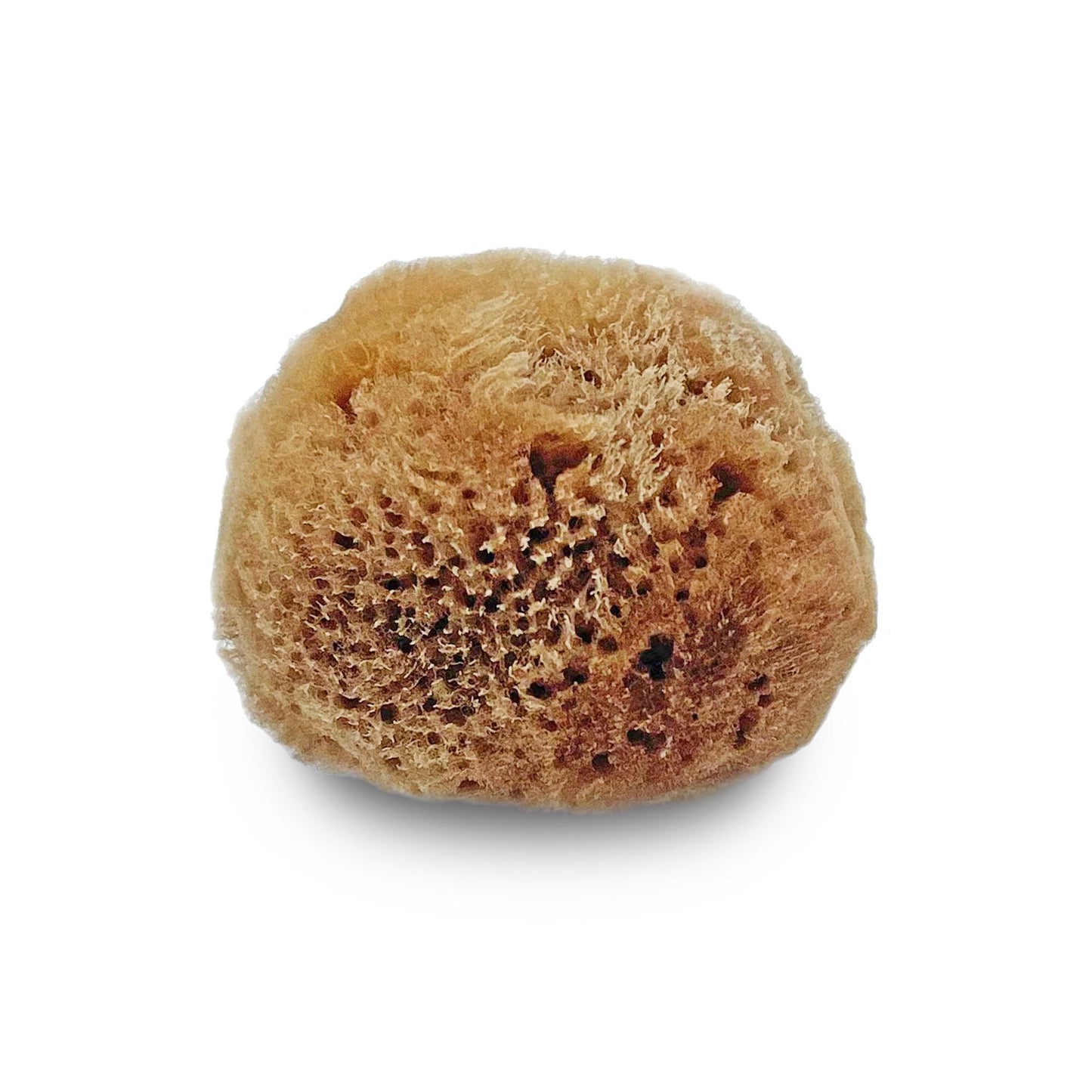 Lullingworth® Artist Natural Sea Sponges: Unbleached 10 Pack 2-4 inch Value Tool Set-Faux Painting Effects, Acrylic Paint, Watercolor, Texturing, Marbling, Clay, Pottery, Ceramics, Crafts & Hobby