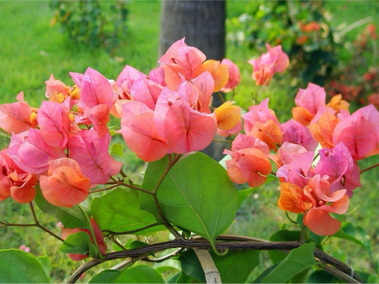 Live Plant - 4β Pot of Afterglow Live Rooted Bougainvillea Plant