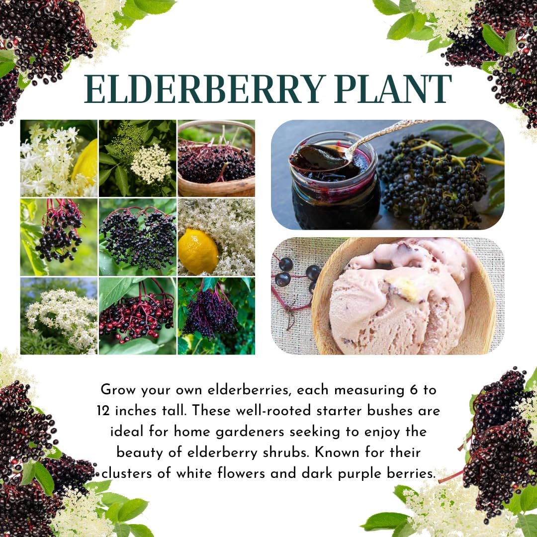 2 Black Elderberry Plants Live to Grow 6 to 12 Inch Tall, American Elderberries Bush, Berry Fruit Tree
