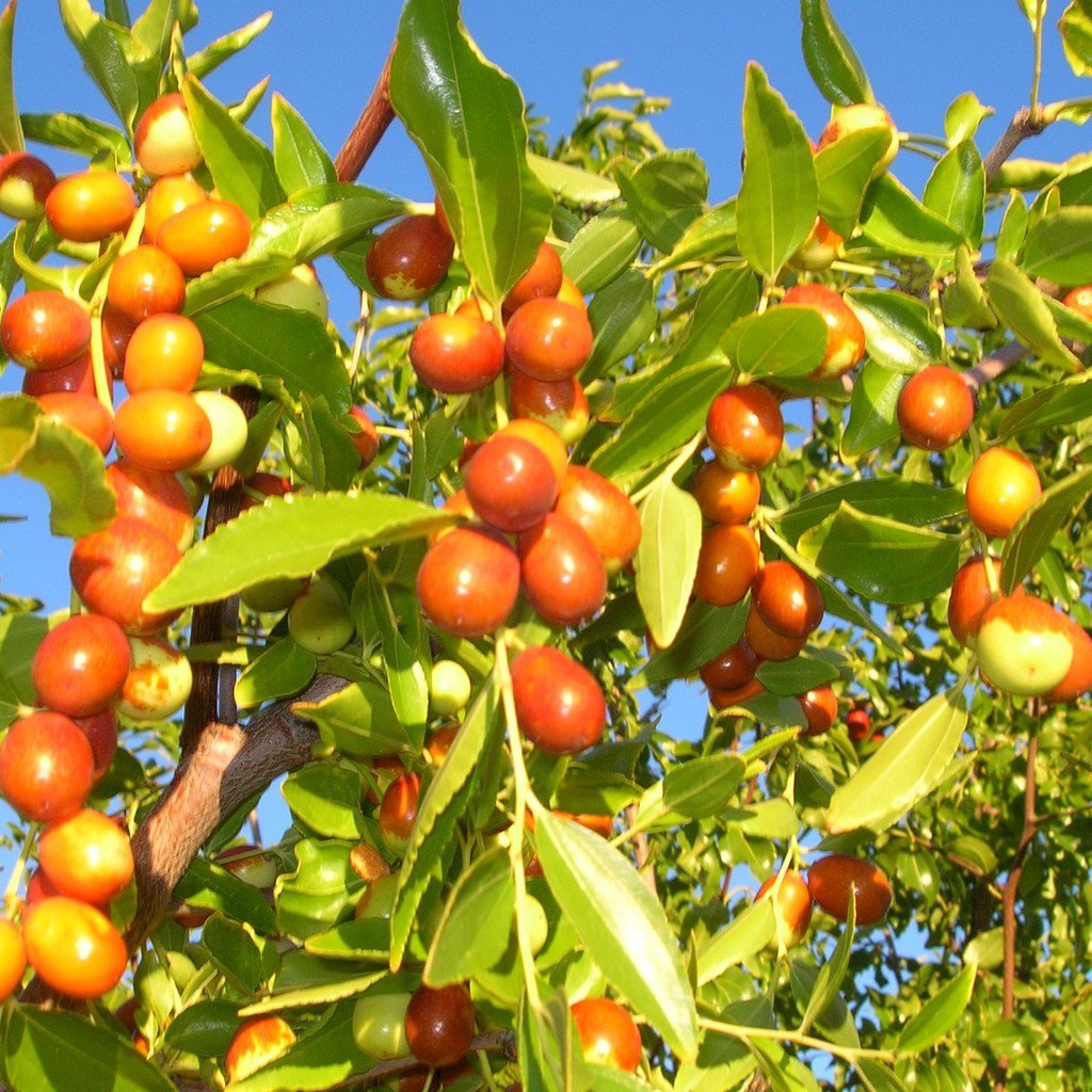 Palm Beach Medicinal Herbs - Chinese Jujube (Ziziphus Jujuba) - Packet of 5 Seeds