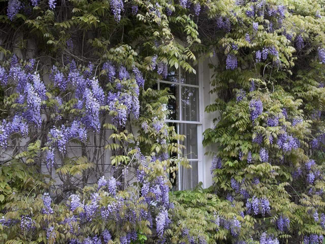2 Blue Flowering Chinese Wisteria Vines - 12-18" Tall Live Plants - Wisteria Seedlings - Wisteria sinensis - (2 Pack)