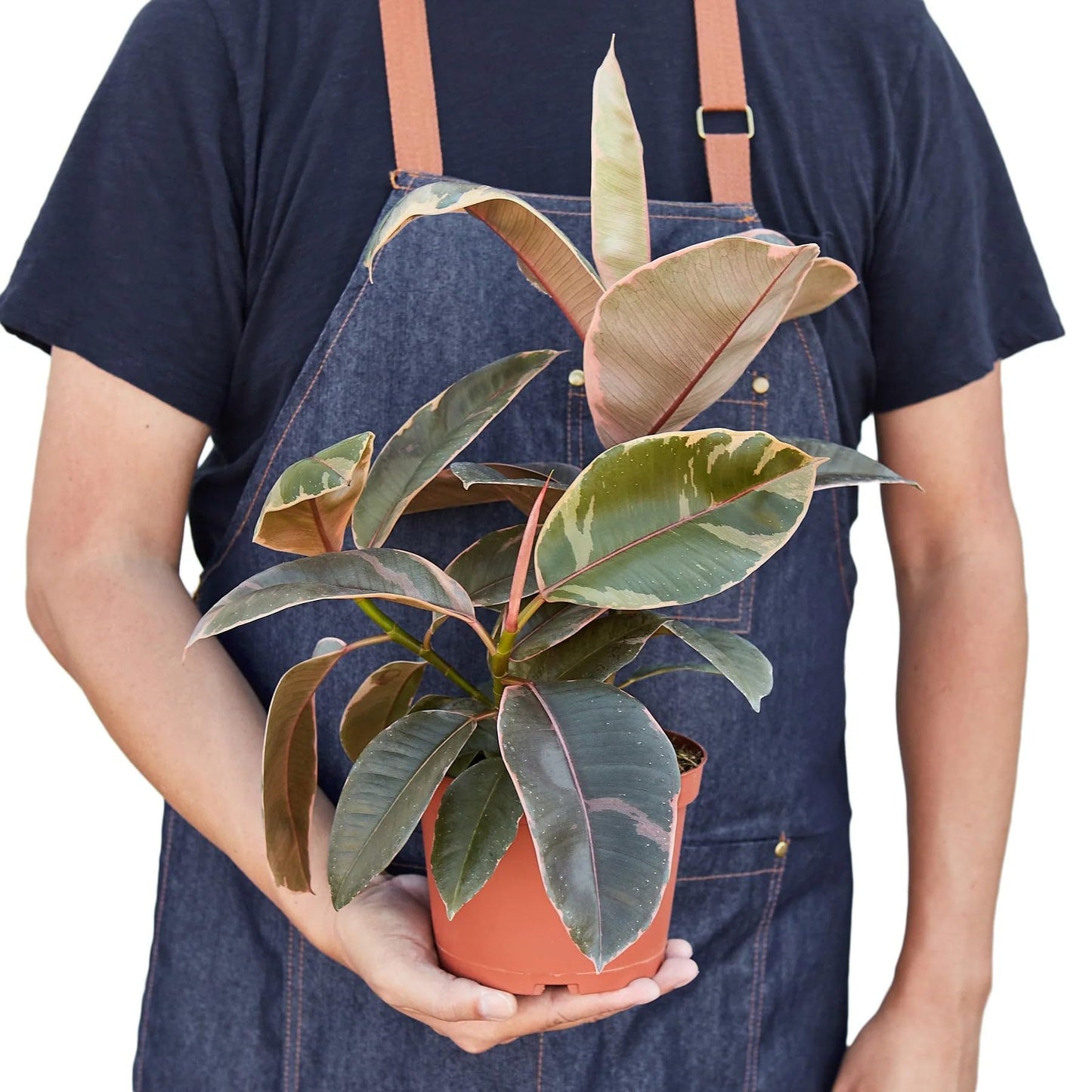 8 Pack Ficus Elastica 'Ruby Pink' in 6in Pot - Live Plants Tropical Houseplants | Variegated | USA Growers | The Snobby Leaf