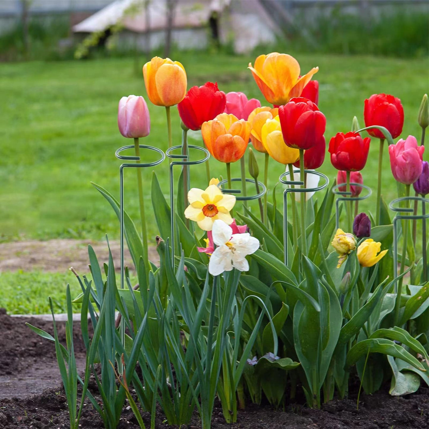 Thealyn 12 Pack 16 Inch Plant Support Stakes, Metal Single stemmed Flower Support Hoops,Garden Plant Stakes Plant Prop for Amaryllis Orchid Lily Rose Peony Tomatoes Gladiolus