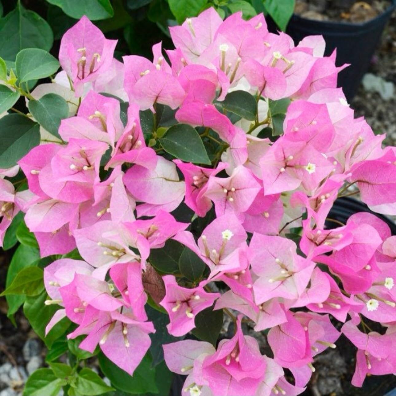 Live Plant - 4β Pot of Imperial Thai Delight Bougainvillea Plant