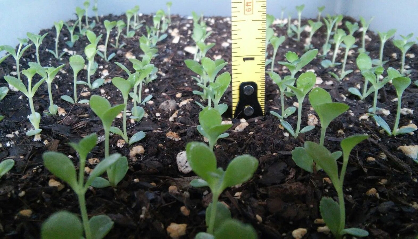 1 Seedling with Roots of Mexican Hat Plant, Kalanchoe