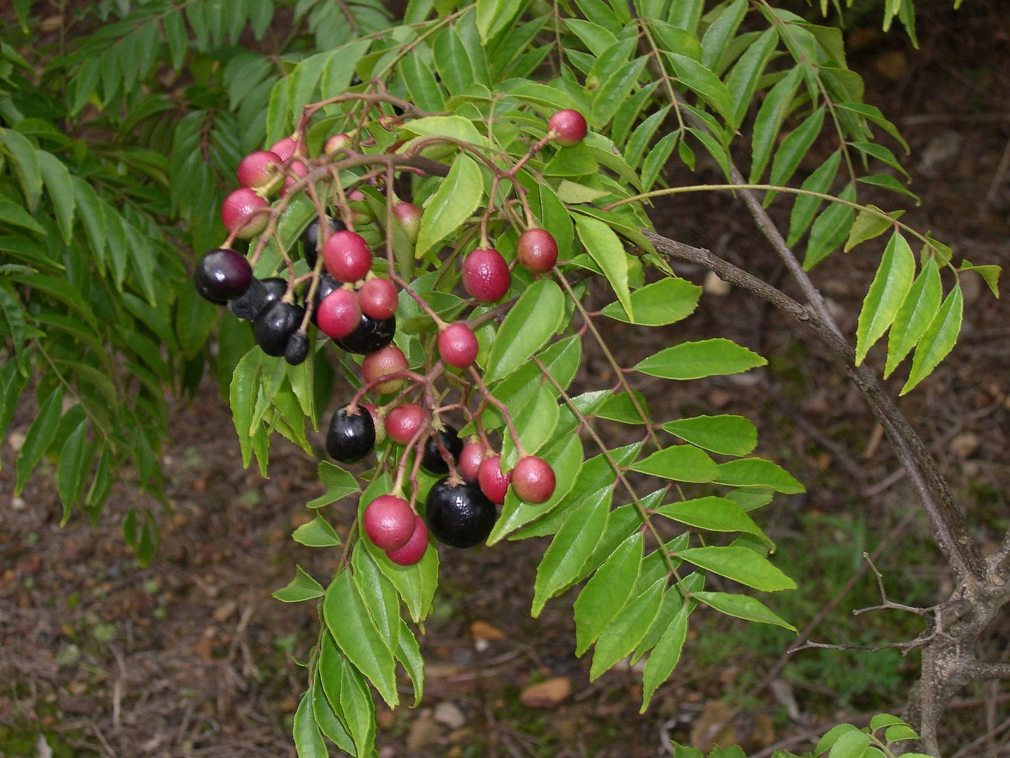 Curry Leaf Plant. Live Plant. Fragrant, Beautiful, Edible. Easy Grow. Indian Cooking Must Have. Murraya Koenigii. (1 Cup)