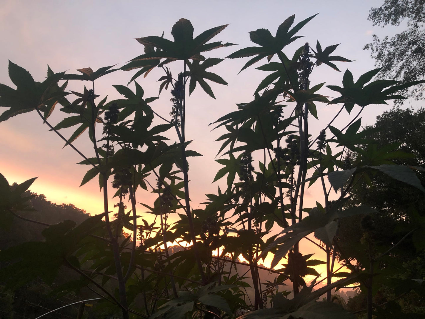 Smoke Camp Crafts Castor Plant Seeds, Ricinus communis, Grows Into Beautiful Mole Plants, African Wonder Tree, 10 Seeds for Planting, 6 Grams