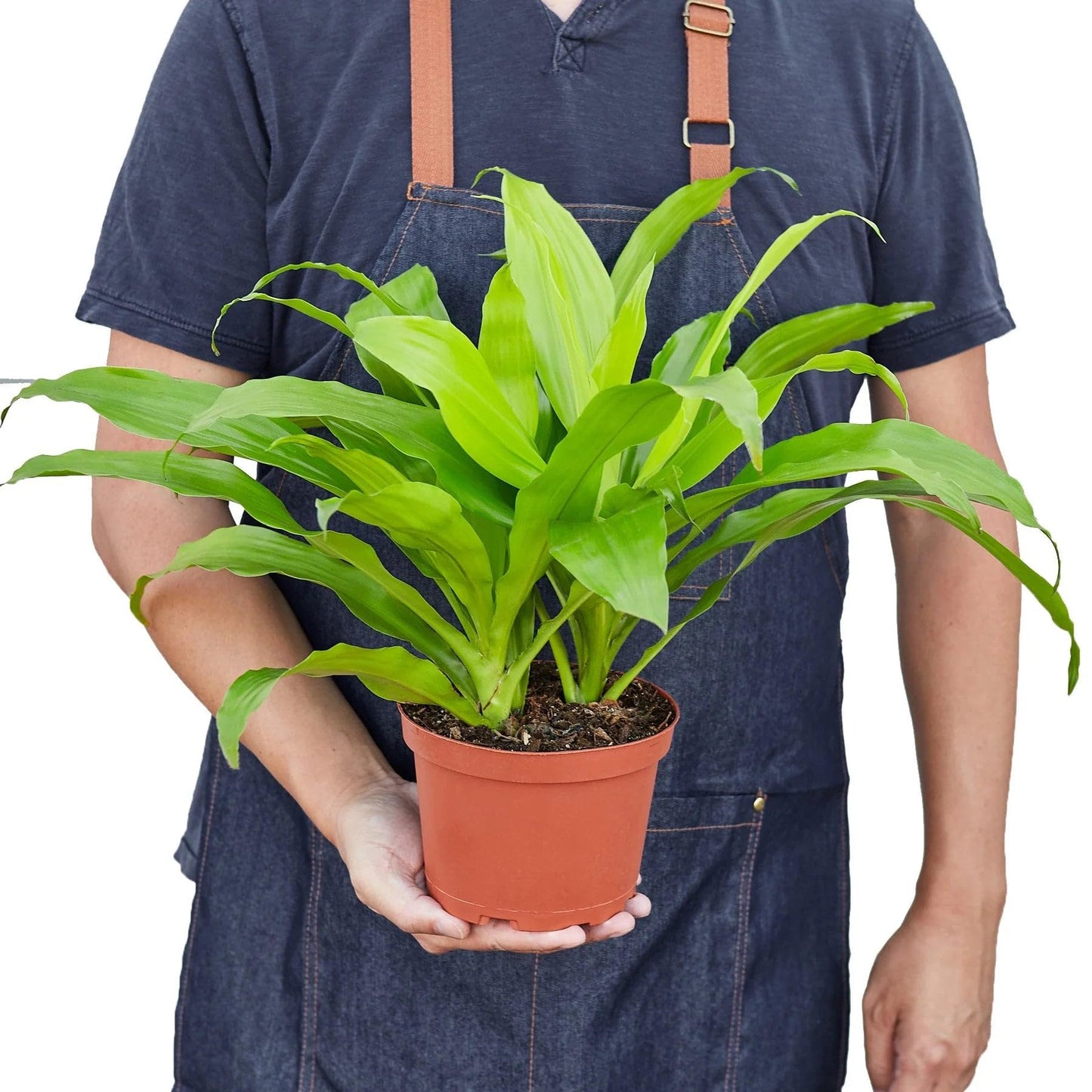 4 Pack Dracaena 'Lime Light' in 6in Pot - Live Plants Tropical Houseplants | Variegated | USA Growers | The Snobby Leaf