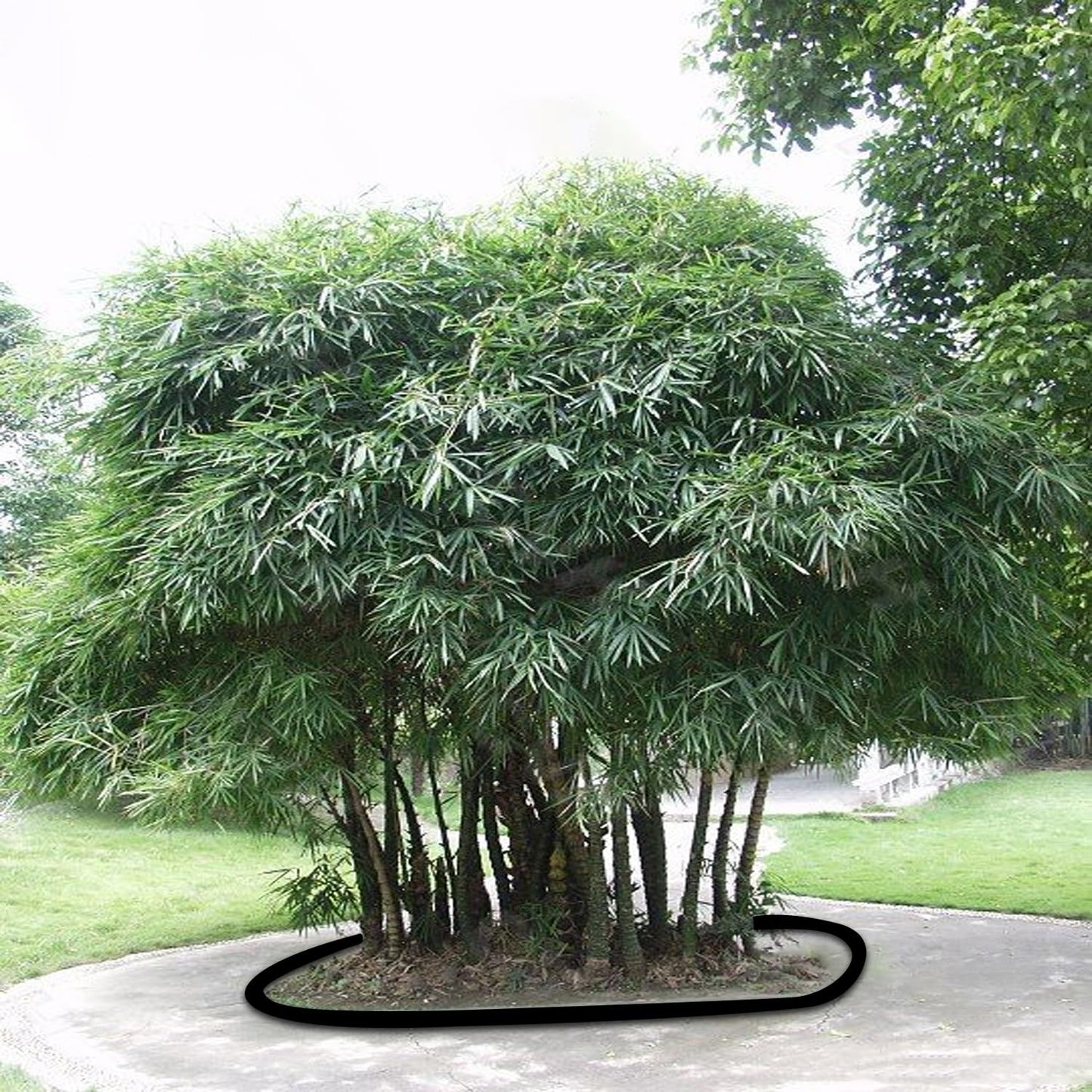 50ft x 30in x 80mil Tree Root Barrier -Protect Sidewalks & Landscapes | Heavy-Duty Bamboo Root Blocker for Invasive Roots