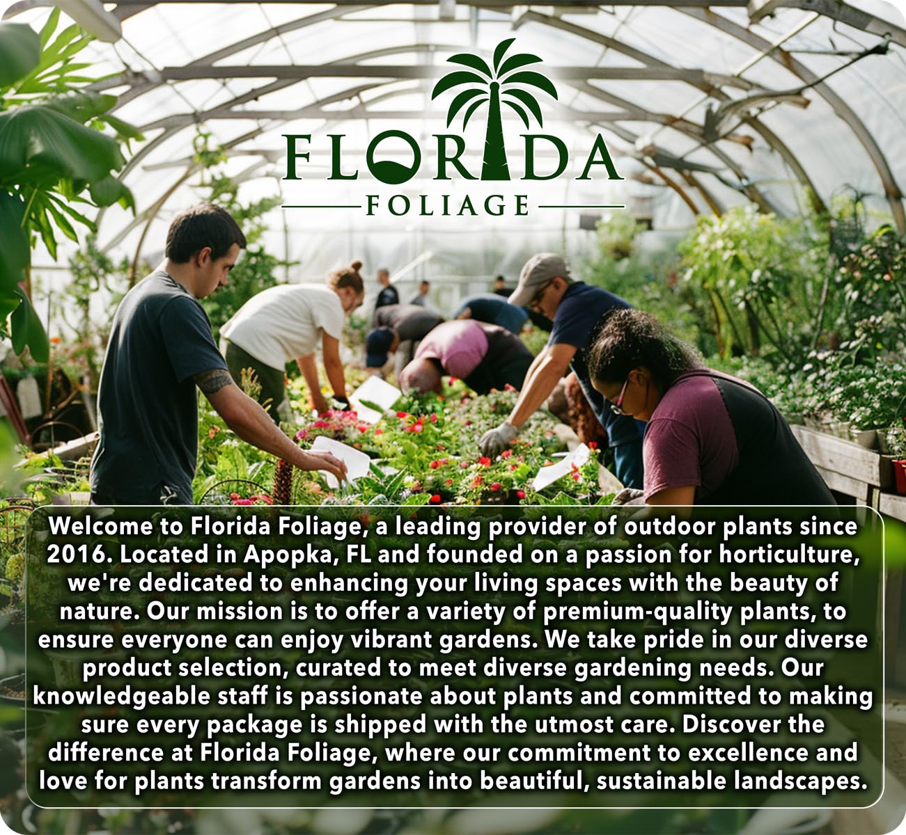 Overcup Oak Tree | 10 Live Seedlings | Quercus Lyrata | Ideal for Landscaping & Shade | Long-Lasting & Resilient Plant