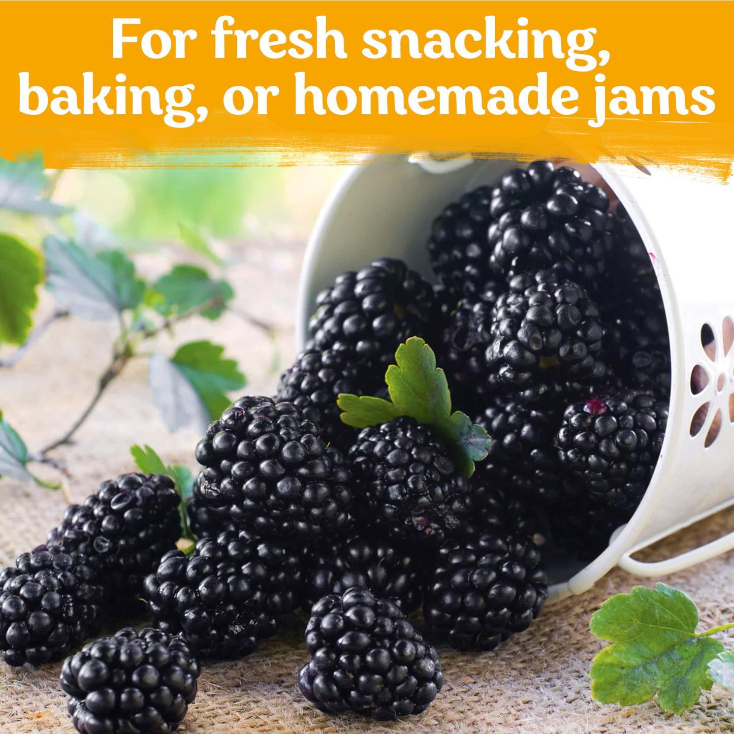 KVITER 300 Giant Thornless BlackBerry Seeds (Rubus Fruticosus) – Triple Crown BlackBerry Bush Seed, Huge & Sweet Organic Fruit Berries – Blackberries Heirloom Seeds for Outdoor Garden & Containers