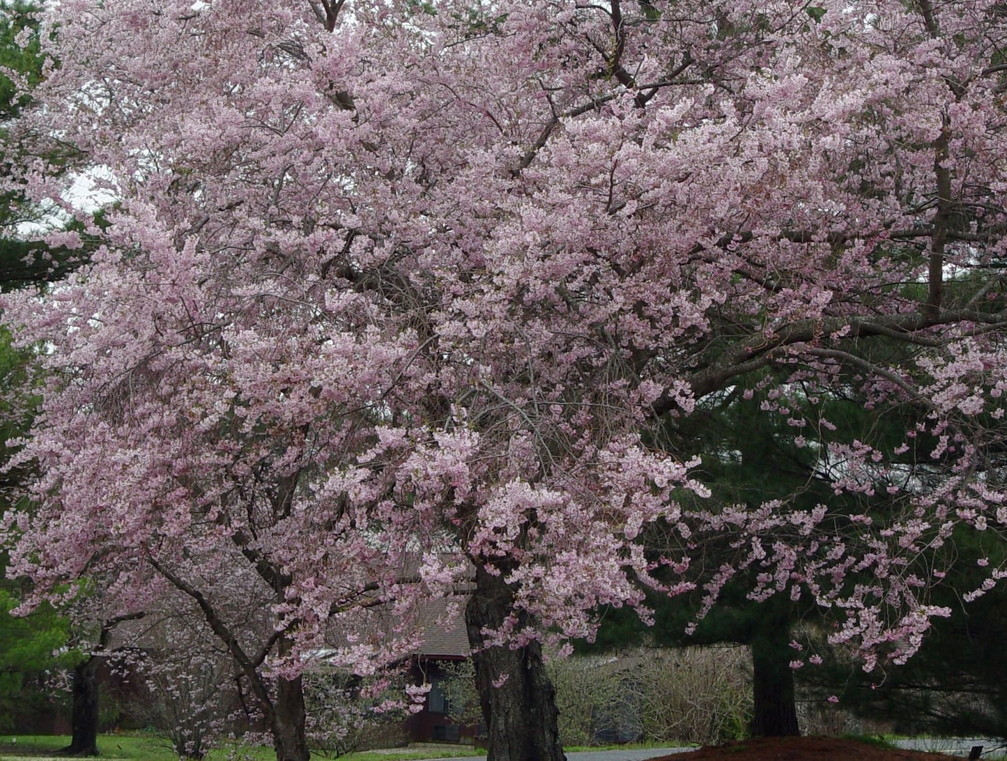 Live Plant - 2 Autumnalis Flowering Cherry Trees - Live Plants - 6-12" Tall