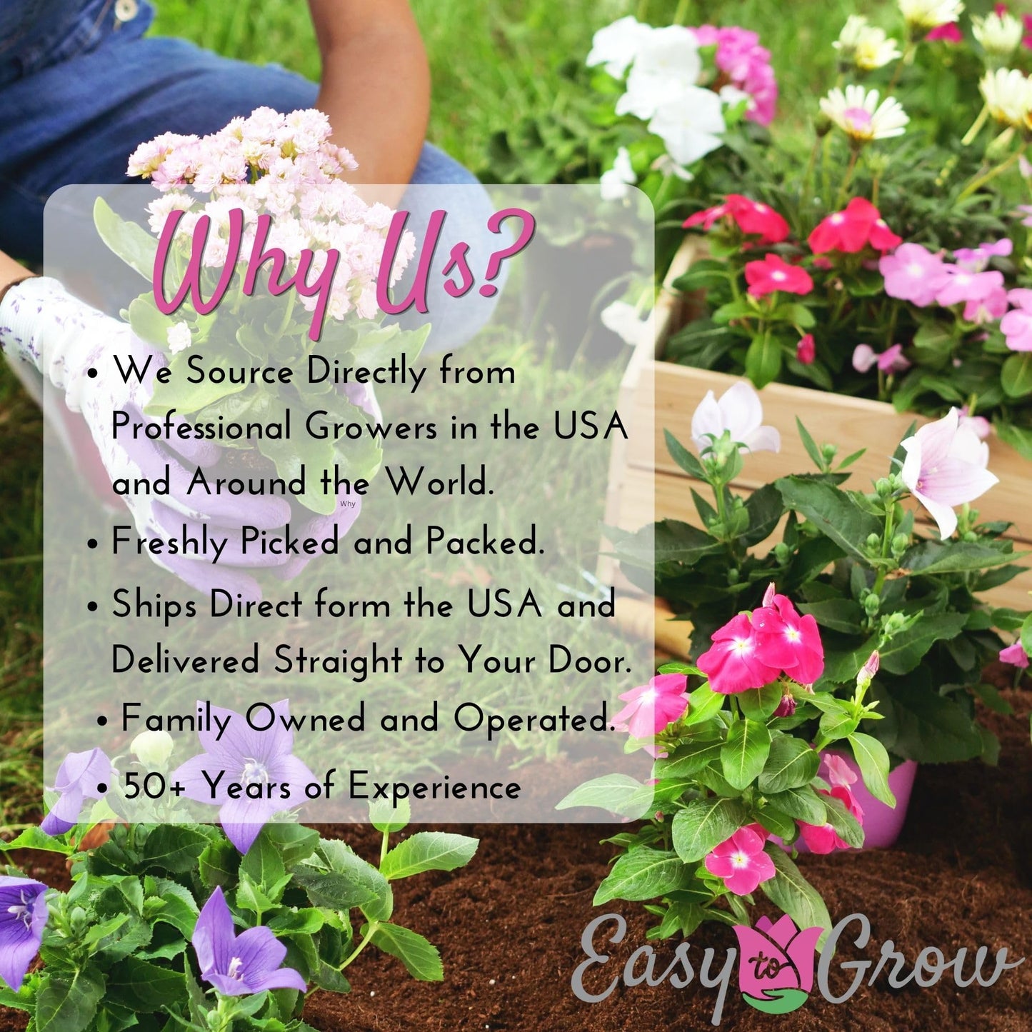 Easy to Grow Houseplants Mix Pack of 3 Full Size Potted Plants - Established & Rooted in 4" Quart Pots, Growers Assorted Mix of Air-Purifying Large Plants (Not Starter Plugs)