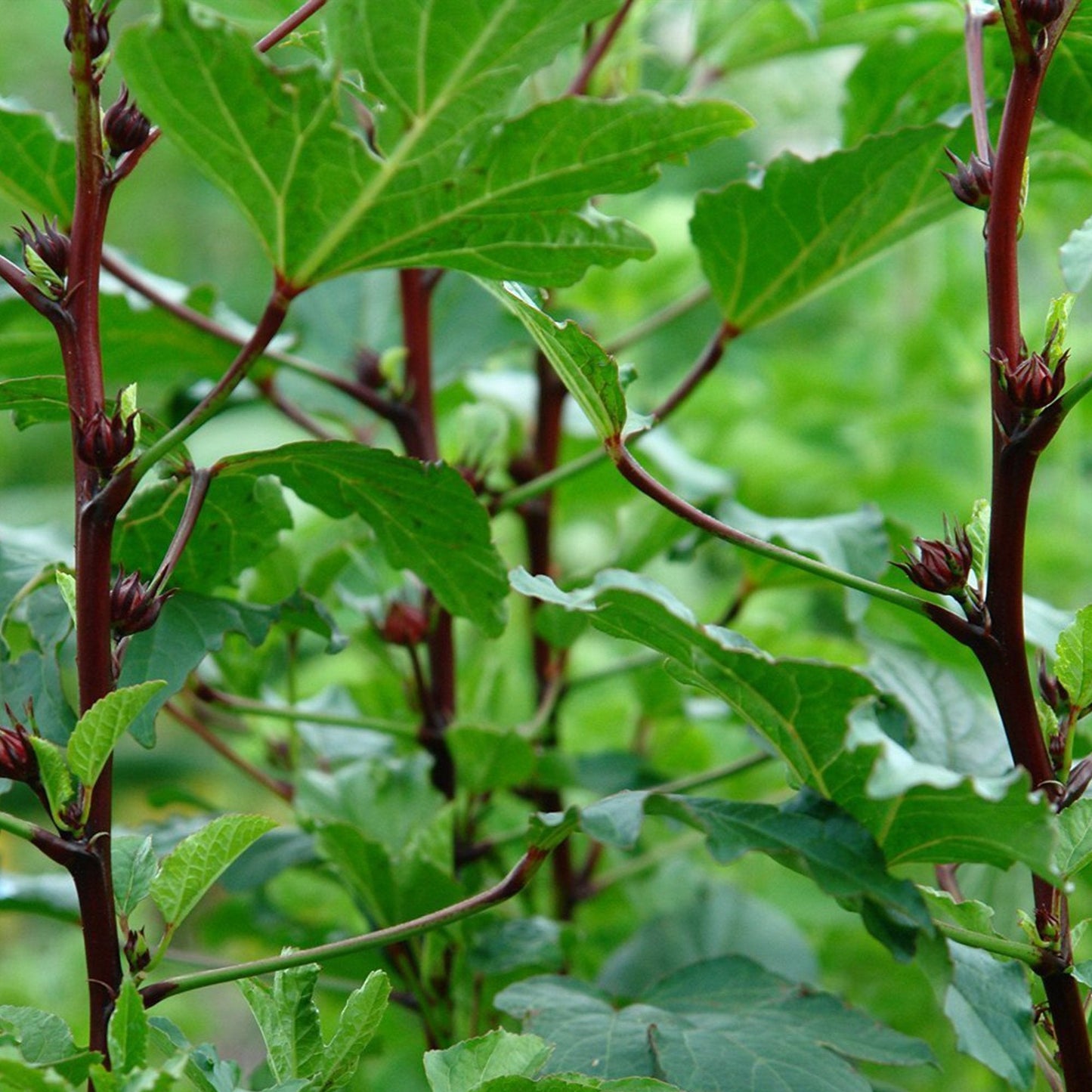 Palm Beach Medicinal Herbs - Red Roselle (Hibiscus sabdariffa) - Packet of 50 Seeds