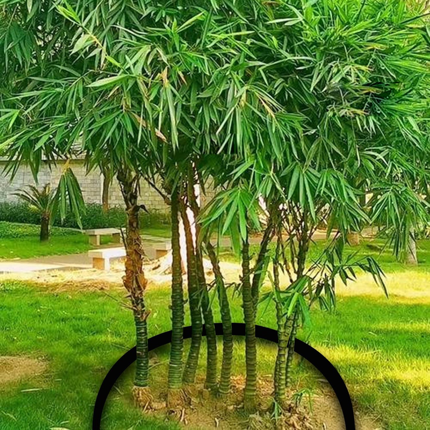 20ft x 24in x 60mil Tree Root Barrier for Landscaping & Protect Roads | Bamboo Barrier Heavy-Duty Root Blocker Rhizome Control Barrier