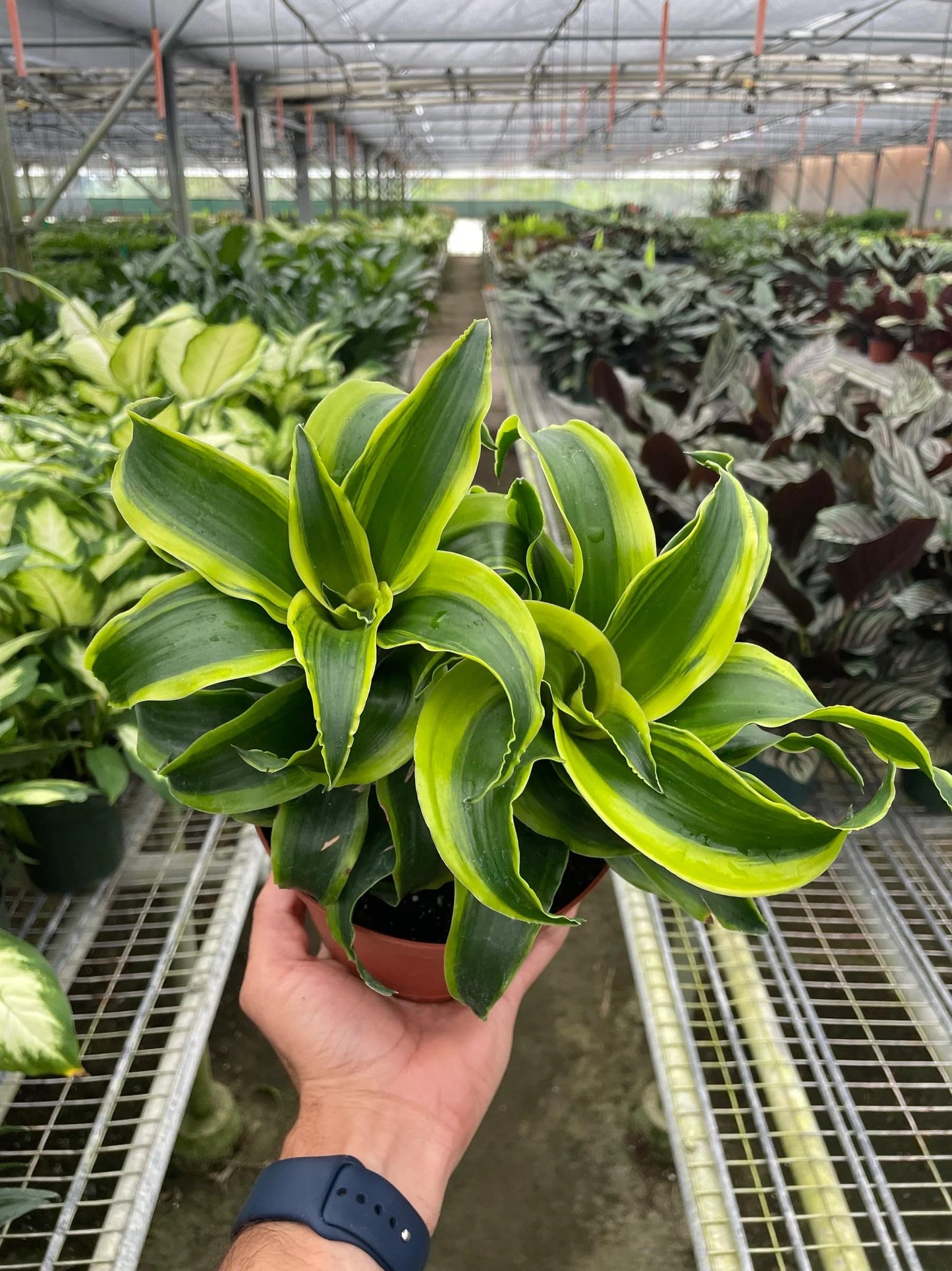 4 Pack Dracaena 'Tornado' in 6in Pot - Live Plants Tropical Houseplants | Variegated | USA Growers | The Snobby Leaf