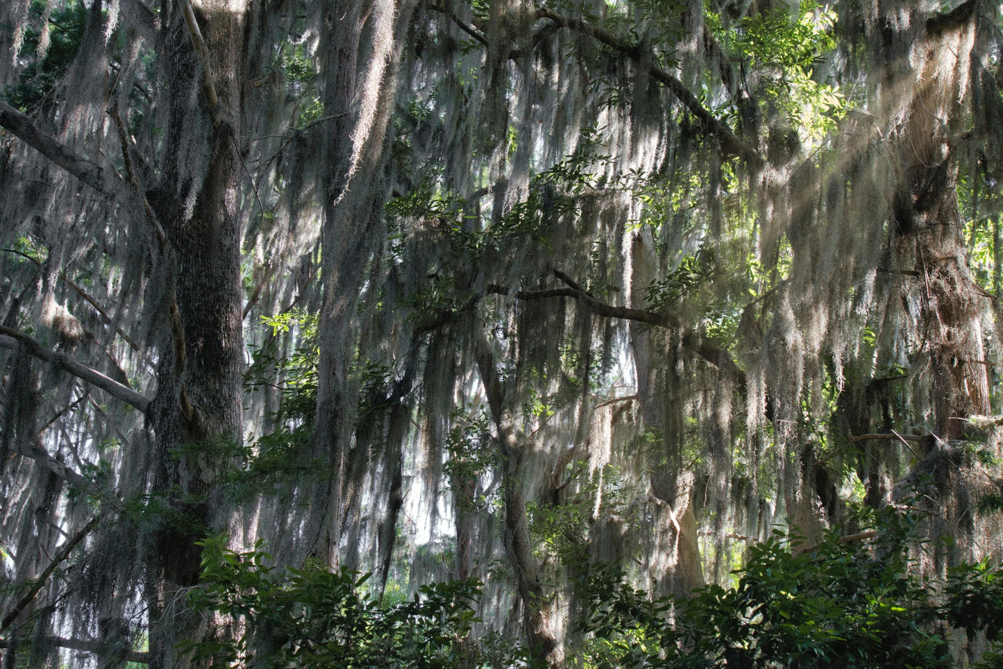 ragnaroc Tillandsia Usneoides ‘Thick-Colombian Spanish Moss’ - ragnaroc Indoor Tropical Plant 16” / 1 oz - Live Arrival Guaranteed - Live Air Plant & House Plants for Home Decor & Gift