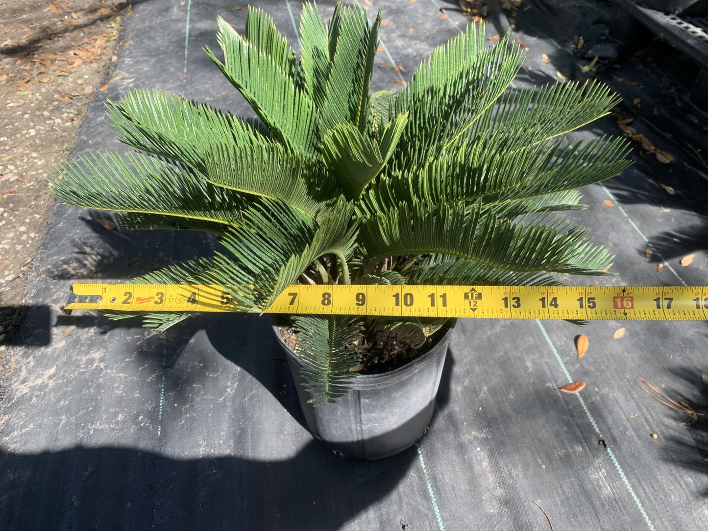 Eddies Acres King Sago Cycad Palm Live Plant, 3 Gallon Grower Pot, 12-18 inches Tall NO Shipping to California