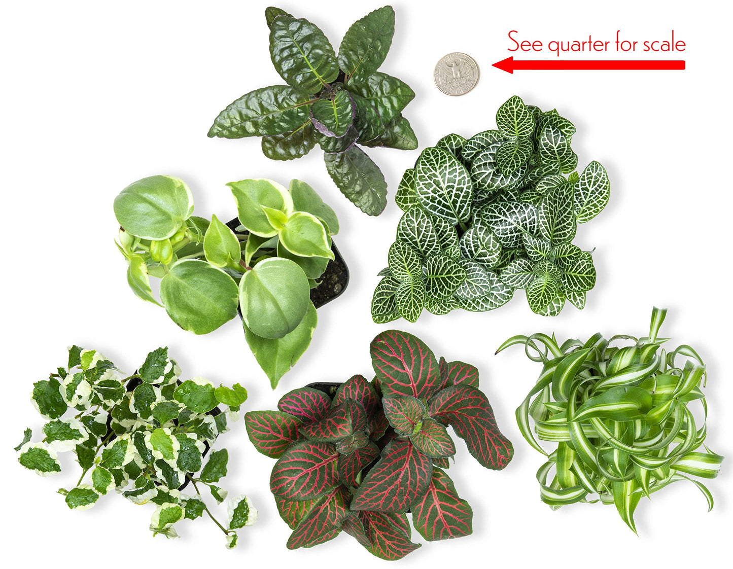 Altman Plants and Easy to Grow Live Indoor Houseplants Bundle (18 Plants)