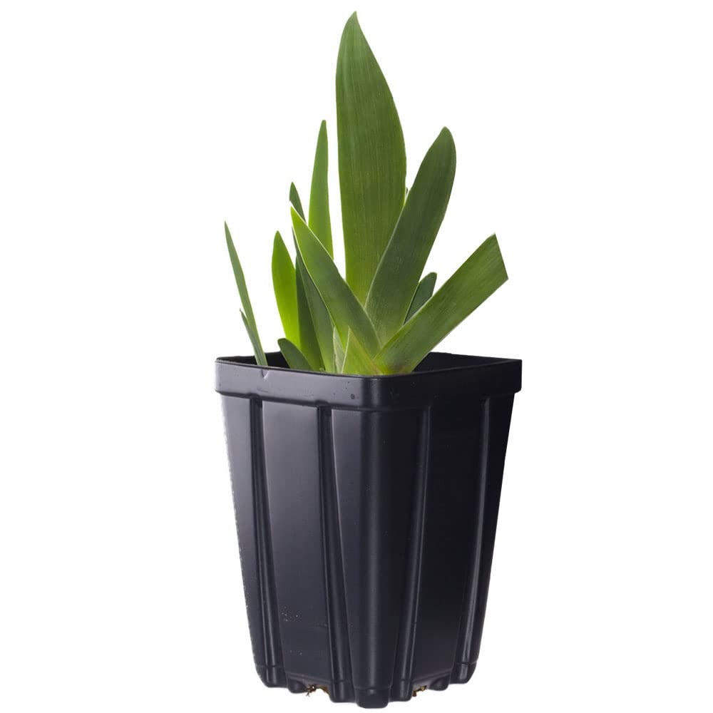 Gypsy Lord Tall Bearded Iris Plant Potted, Large Purple and White Flowers, Stargazer Perennials