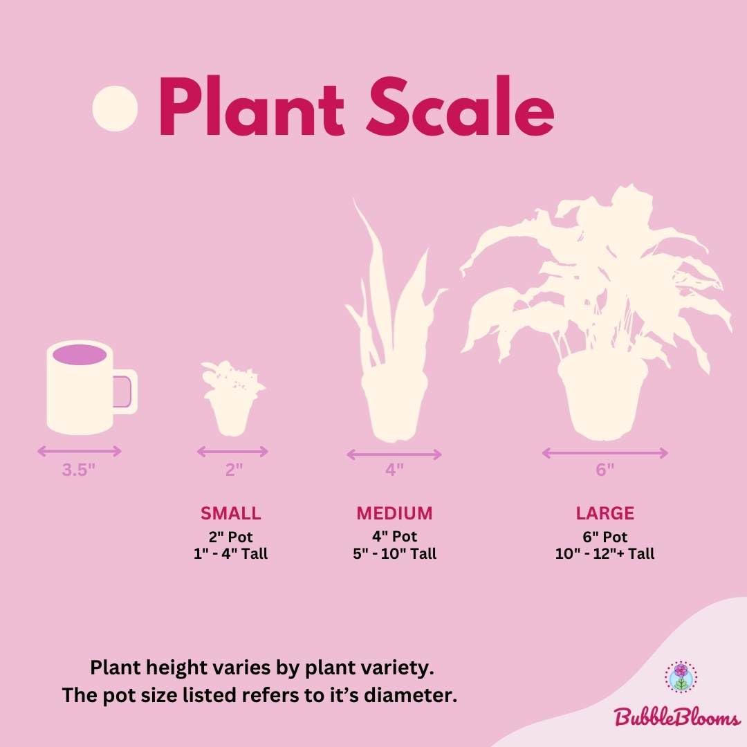 BubbleBlooms Calathea Assortment Set, 4 inch pots, Set of 3, Prayer Plant Variety, Great Indoor Houseplants, Rattlesnake, Stella, Medallion, Vittata