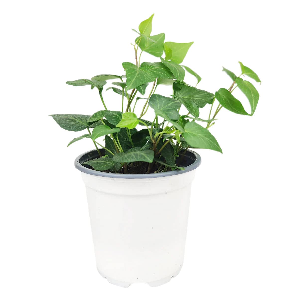 Green Ivy Plant (4" Grower Pot) - Heart-Shaped Green Leaves Houseplant for Home Decoration - Air Purifying, Easy to Grow Houseplant