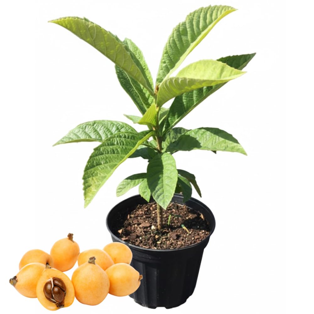 Loquat Fruit Tree 5-9" Tall, 4" Pot, Well-Rooted Loquat Plant for Garden and Orchard Planting