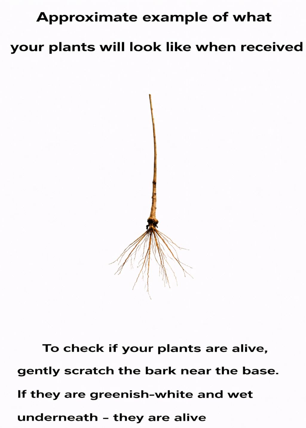 Pussy Willow Shrub - 10-16" Tall Live Rooted Plant - Fast Growing Ornamental Tree - Silky Catkins - Salix discolor