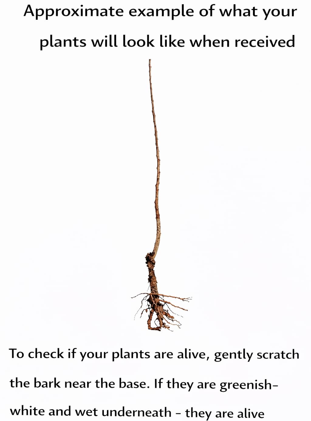 3 White Paper Birch Trees - 10-12" Tall Live Plants - Fast Growing Trees - Betula papyrifera - (3 Pack)
